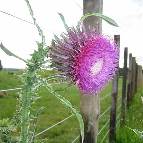 Thistle in early rosette growth stage