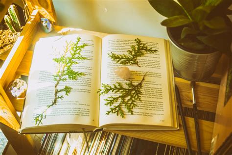 Image result for Book Report Introduction Examples