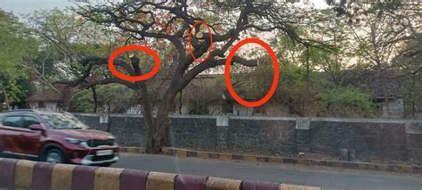 'Go Back Modi': Pune Residents Alarm Over Tree Trimming Before PM's ...