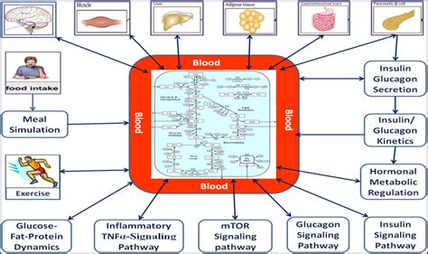 Human Metabolism