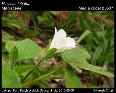 Hibiscus lobatus | Butterfly