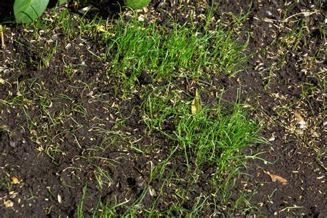 19 Things You Should Never Do To Your Lawn