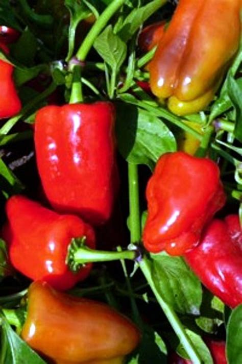 Cajun Belle Pepper 20 Seeds -AAS Vegetable Award Winner - Hirt's Gardens