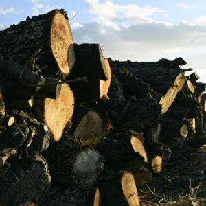 Image result for Python Script Logo