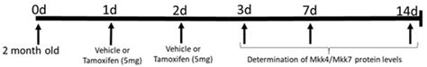 Dual Mkk4 and Mkk7 Gene Deletion in Adult Mouse Causes an Impairment of ...