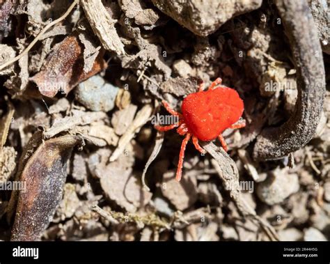 A Clover Mite, Bryobia praetiosa in Ambleside, Lake District, UK Stock ...
