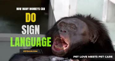Monkeys Learning Sign Language 的图像结果