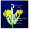 In member of family Brassicaceae1)four sepal is present2) Six stamen is ...