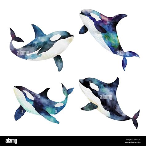 Watercolor drawing killer whale isolated on white background Stock ...