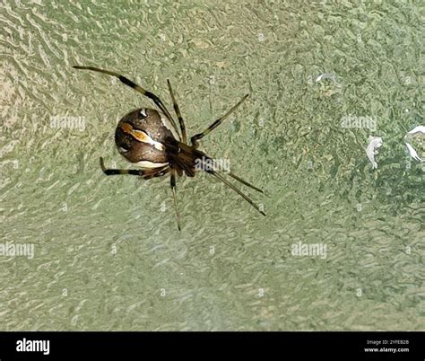 Western Black Widow (Latrodectus hesperus Stock Photo - Alamy
