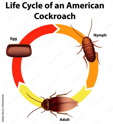 Cockroach Lifecycle 的图像结果