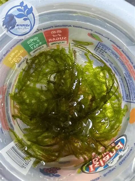 Image result for Hydrogen Peroxide Java Moss