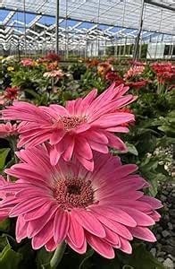 Pink Gerbera Plant| Beautiful Gerbera Flower Plant For Indoor/Outdoor ...