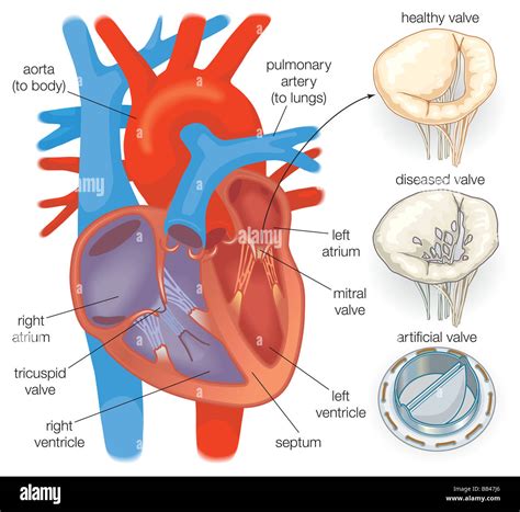 sistema circulatorio