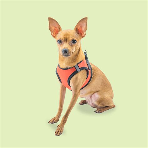 Dog Harnesses Online India — No-Pull, Front-Clip & More | Supertails