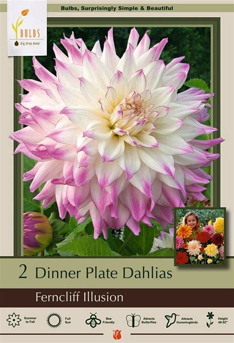 Ferncliff Illusion Dinnerplate Cacti Dahlia - 2 Root Clumps, Count: 1 ...