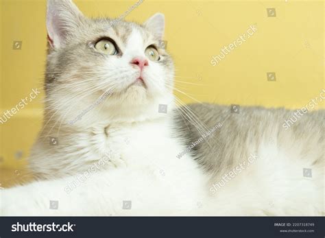 Cat Head Tilted Indoors Cat Looking Stock Photo 2207318749 | Shutterstock