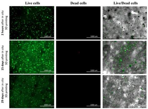 Polysaccharide-Based Bioink Formulation for 3D Bioprinting of an In ...