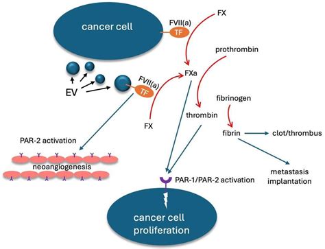 Circulating, Extracellular Vesicle-Associated Tissue Factor in Cancer ...