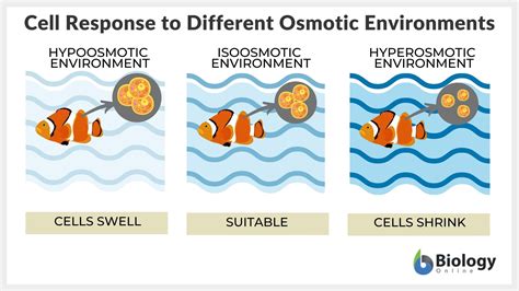 Osmotic pressure - Definition and Examples - Biology Online Dictionary