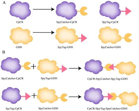 Construction of Bi-Enzyme Self-Assembly Clusters Based on SpyCatcher ...