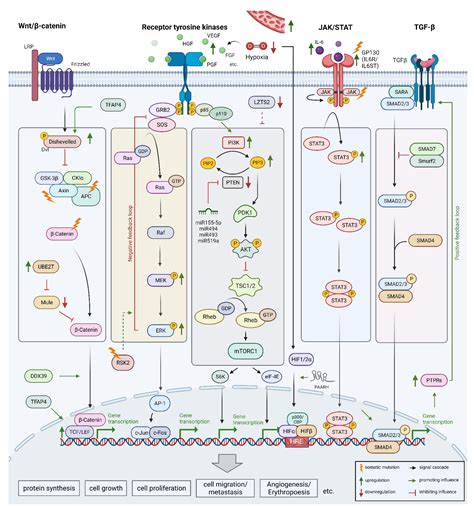 Pathogenesis and Current Treatment Strategies of Hepatocellular Carcinoma