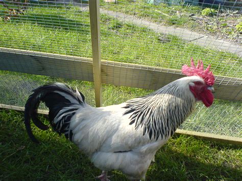 Sussex For Sale | Chickens | Breed Information | Omlet