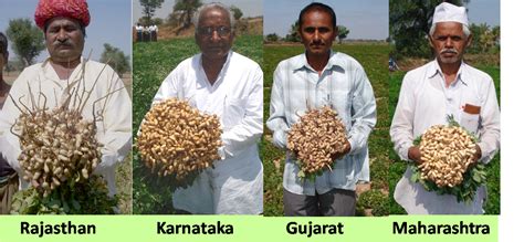 क्या खाना है, मूँगफली या मूँगफला?