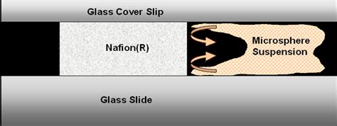 Self-Organization at Aqueous Colloid-Membrane Interfaces and an Optical ...