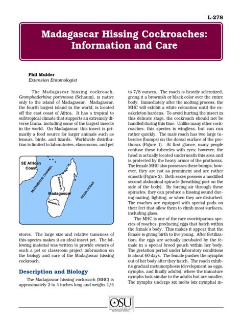 Madagascar Cockroach Dissection 的图像结果