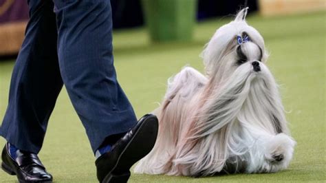 Pedigree on show: The grand names of the Westminster Kennel Club dogs