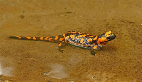 Climate crisis could threaten survival of salamanders: Study- The Week