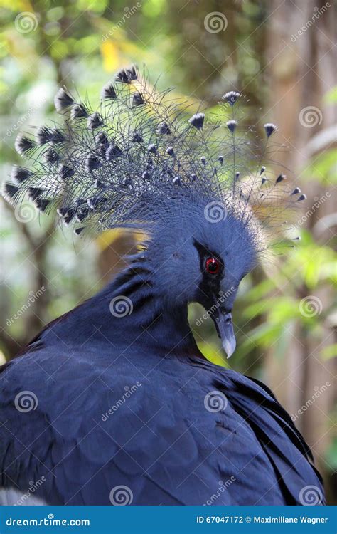 Victoria Crowned Pigeon (Goura Victoria) Stock Photo - Image of beautiful, diffused: 67047172