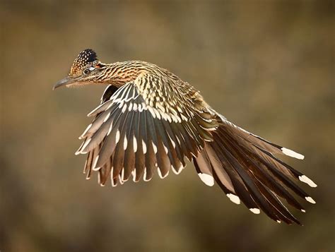 Road Runner Flying 的图像结果