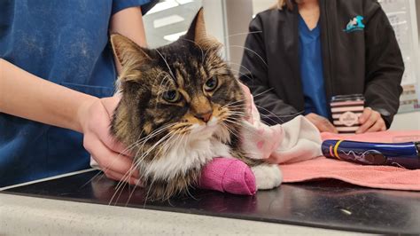 A Guide to Feline Lower Urinary Tract Disease (FLUTD)