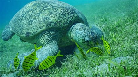 Image result for All Softshell Turtle Types