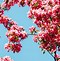 Image result for Cute Spring Desktop Wallpaper Pinterest
