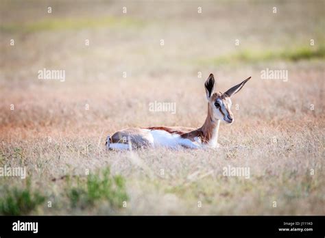 Image result for Baby Springbok