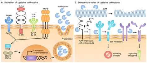 Cysteine Cathepsins and Their Extracellular Roles: Shaping the ...