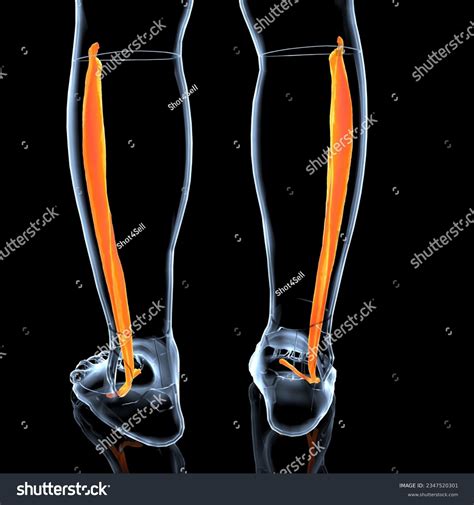 Anterior Compartment Leg Muscles Anatomy 3d Stock Illustration 2347520301 | Shutterstock
