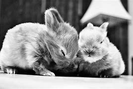 Image result for Baby Bunnies GIF