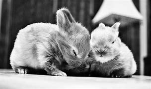 Image result for Holding Baby Bunnies
