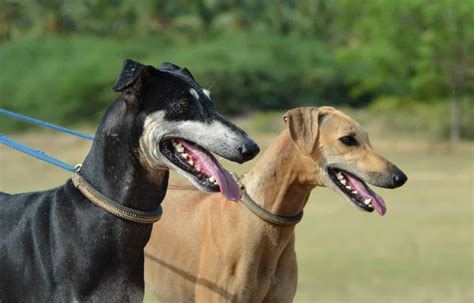 Breeds Of Dogs In India at Randy Aguiar blog