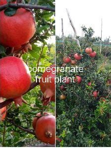 Green City Nursery - Pomegranate Plant Manufacturer Supplier from North ...