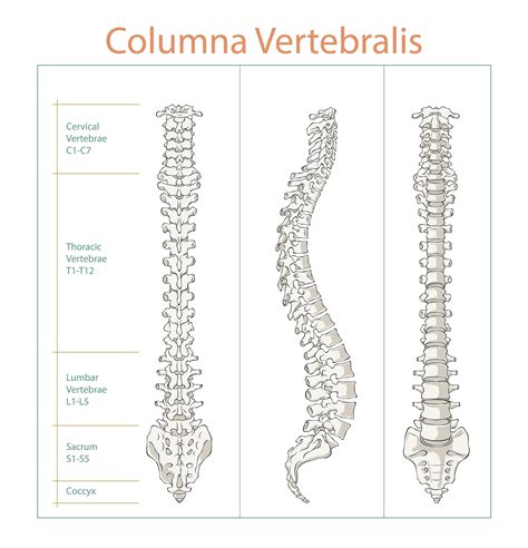 Image result for Backbone System