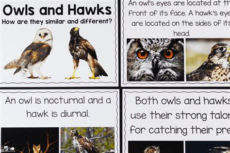 Image result for 11 Study of Animal Jr Tutorial