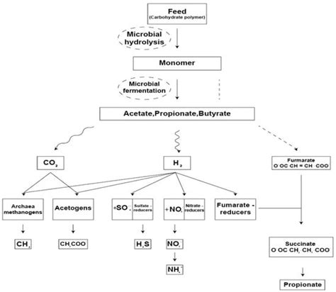 Garlic and Its Bioactive Compounds: Implications for Methane Emissions ...
