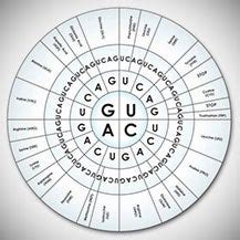 Image result for Pocket Mouse Evolution