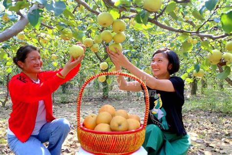河南宁陵：22万亩酥梨喜获丰收-人民图片网