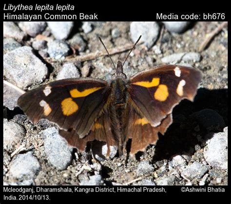 Libythea lepita | Butterfly